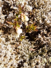 Vaccinium boreale
