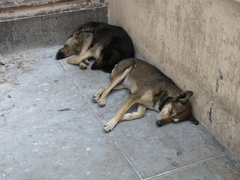 Canis familiaris