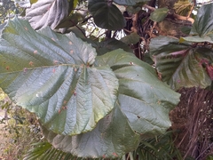 Coccoloba pubescens