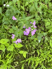 Hesperis matronalis