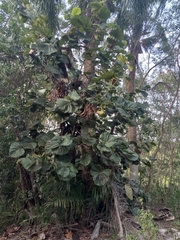 Coccoloba pubescens