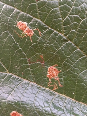 Coccoloba pubescens