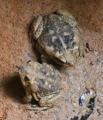 Rhinella diptycha
