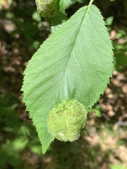 Taphrina virginica