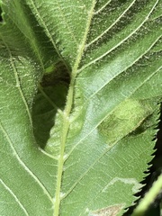 Taphrina virginica