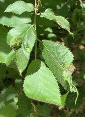 Taphrina virginica