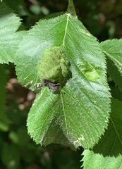 Taphrina virginica