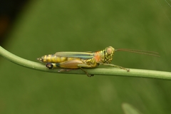 Leioscapheus