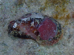 Modiolus americanus