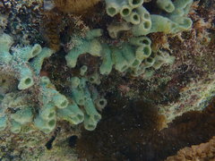 Haliclona caerulea
