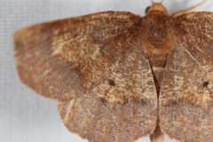 Metarranthis hypochraria