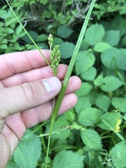 Carex davisii