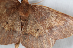 Metarranthis hypochraria