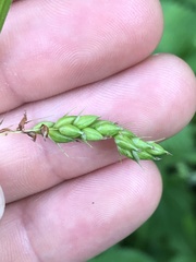 Carex davisii