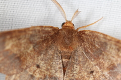 Metarranthis hypochraria