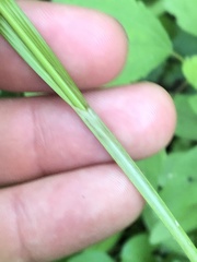 Carex davisii
