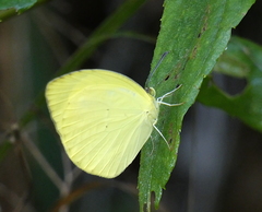 Lepidoptera