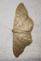 Idaea deversaria