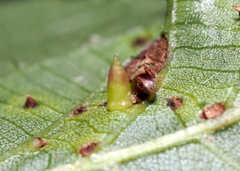 Caryomyia striolata