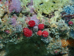 Homotrema rubrum