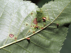 Caryomyia striolata