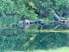 Odocoileus virginianus