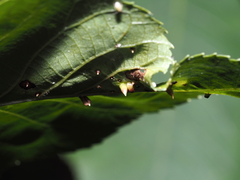 Caryomyia striolata