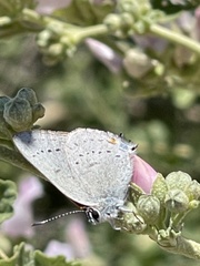 Satyrium sylvinus desertorum