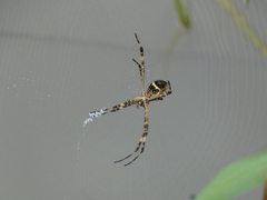Argiope argentata