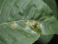 Caryomyia striolata