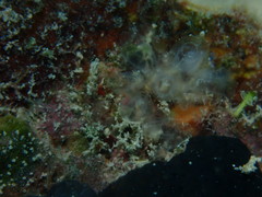 Clavelina oblonga