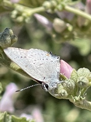 Satyrium sylvinus desertorum