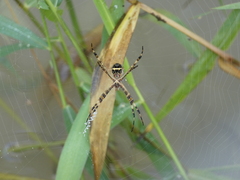 Argiope argentata