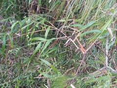 Arthrostylidium