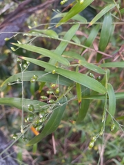 Arthrostylidium