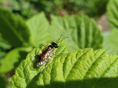 Pamphiliinae