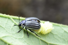 Leptinotarsa undecimlineata