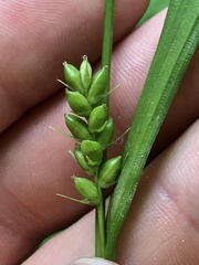 Carex davisii