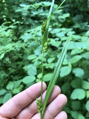 Carex davisii