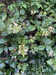 Lonicera japonica