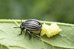 Leptinotarsa undecimlineata