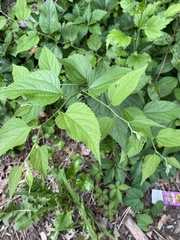 Magnoliopsida