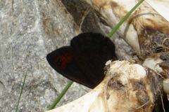Erebia triarius