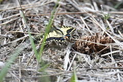 Papilio machaon oregonius