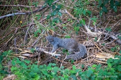 Otospermophilus variegatus