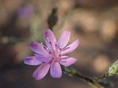 Stephanomeria elata
