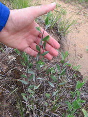 Symphyotrichum sericeum