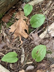 Liriomyza smilacinae