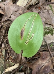 Liriomyza smilacinae