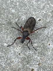 Bibio xanthopus